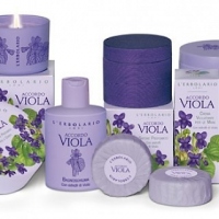 Accordo Viola - Фіалка