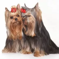 Косметика для тварин